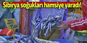 Sibirya soğukları hamsiye yaradı!