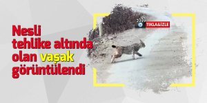 Nesli tehlike altında olan vaşak görüntülendi