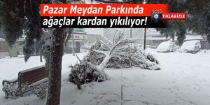 Pazar Meydan parkında ağaçlar kardan yıkılmaya başladı!