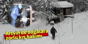 Artvin'de boğalara zorlu kış bakımı