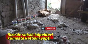 Rize'de sokak köpekleri kümeste katliam yaptı