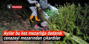 Ayılar bu kez mezarlığa dadandı