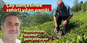 Çay bahçesinde zehirli yılan korkusu