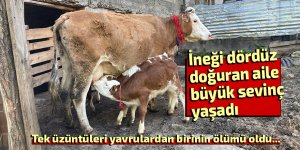 İneği dördüz doğuran aile büyük sevinç yaşadı