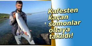 Kafesten kaçan somonlar oltaya takıldı!