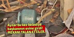 Ayılar bu kez belediye başkanının evine girdi!