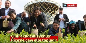 Rize'de Çinli akademisyenler çayı elle topladı!