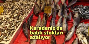 Karadeniz'de balık stokları azalıyor