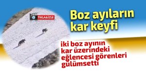 Boz ayıların kar keyfi