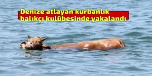 Denize atlayan kurbanlık, balıkçı kulübesinde yakalandı