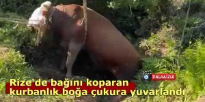 Rize'de bağını koparan kurbanlık boğa çukura yuvarlandı