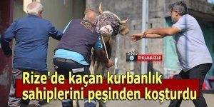 Rize'de kaçan kurbanlık sahiplerini peşinden koşturdu