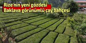 Rize'nin yeni gözdesi: Baklava görünümlü çay bahçesi