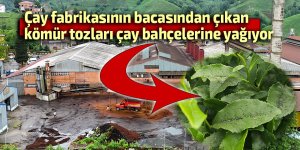 Çay fabrikasının bacasından çıkan kömür tozları çay bahçelerine yağıyor
