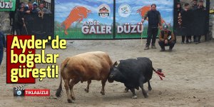 Ayder'de boğalar güreşti!