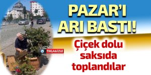 Pazar'da arıların çiçek seferi