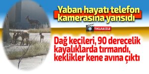 Yaban hayatı cep telefonu kamerasına yansıdı