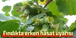 Fındıkta erken hasat uyarısı