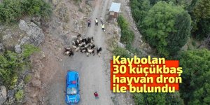 Kaybolan 30 küçükbaş hayvan dron ile bulundu