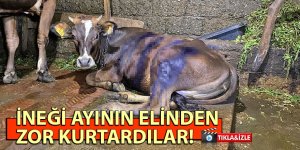 İNEĞİ AYININ ELİNDEN ZOR KURTARDILAR!