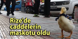 Rize'de caddelerin maskotu oldu