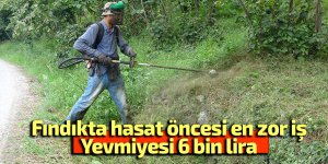 Fındıkta hasat öncesi en zor iş: Yevmiyesi 6 bin lira