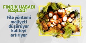 Fındık hasadı başladı: File yöntemi maliyeti düşürüyor, kaliteyi artırıyor