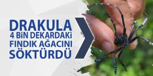 ‘Drakula' bahçeleri kuruttu: Fındık ağaçları söküldü