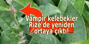 Vampir kelebekler Rize'de yeniden ortaya çıktı!