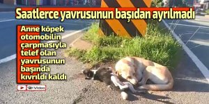 Saatlerce yavrusunun yanından ayrılmadı