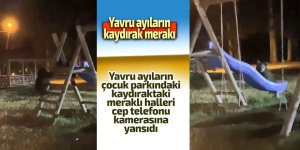 yavru ayıların kaydırak merakı