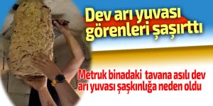 Dev arı yuvası görenleri şaşırttı