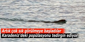 Artık çok sık görülmeye başladılar