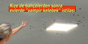 Rize’de bahçelerden sonra evlerde "vampir kelebek" istilası