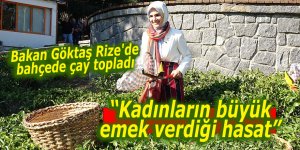 Bakan Göktaş Rize'de çay topladı