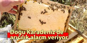 Doğu Karadeniz'de arıcılık alarm veriyor