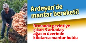 Ardeşen'de mantar bereketi!