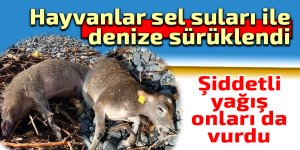 Hayvanlar sel suları ile denize sürüklendi