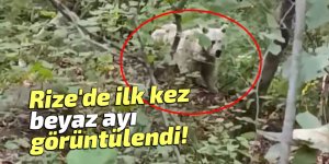 Rize'de ilk kez beyaz ayı görüntülendi!