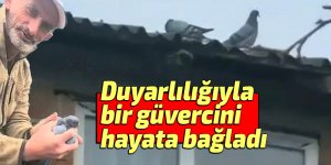 Köy sakininin duyarlılığı güvercini hayata bağladı