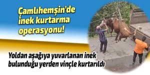 İnek kurtarma operasyonu!