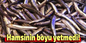Hamsi ihracatına boy engeli!