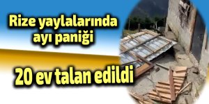 Rize yaylalarında ayı paniği: 20 ev talan edildi