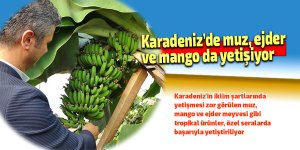 Karadeniz’de muz, ejder ve mango da yetişiyor
