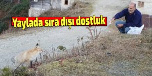 Yaylada sıra dışı dostluk