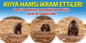 Ayıya hamsi ikram ettiler!