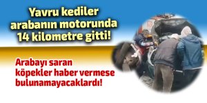 Yavru kediler arabanın motorunda 14 kilometre gitti!