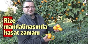 Rize mandalinasında hasat zamanı