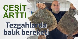 Tezgahlarda balık bereketi