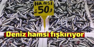 Karadeniz'den bu sezon adeta hamsi fışkırıyor
